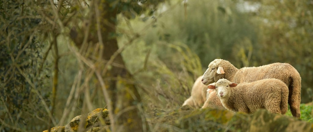 merino schaap in andalusie