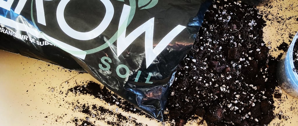 comment savoir quand rempoter une plante