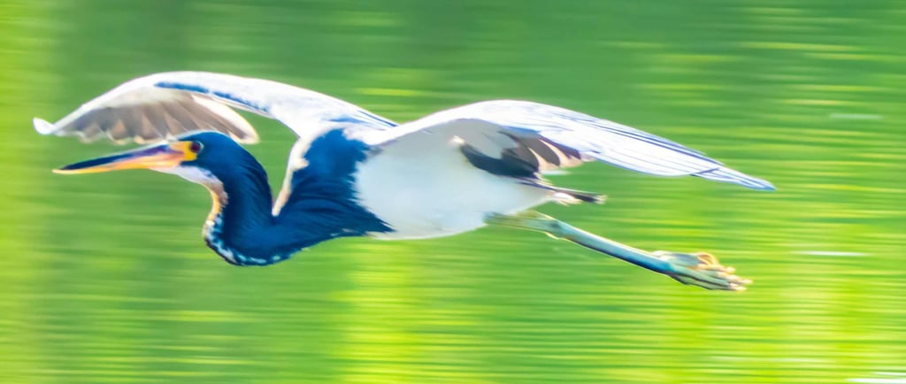 birdwatching Guatemala- Tricolored Heron flying