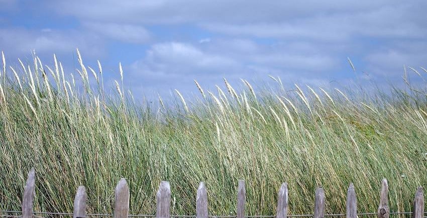 oyat herbes des dunes