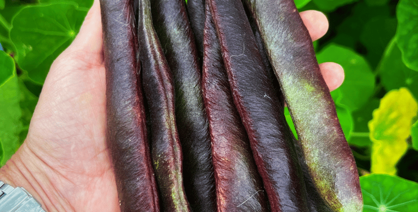 Black Knight produces pods that start off green but mature to a purple black making them easy to spot and harvest!