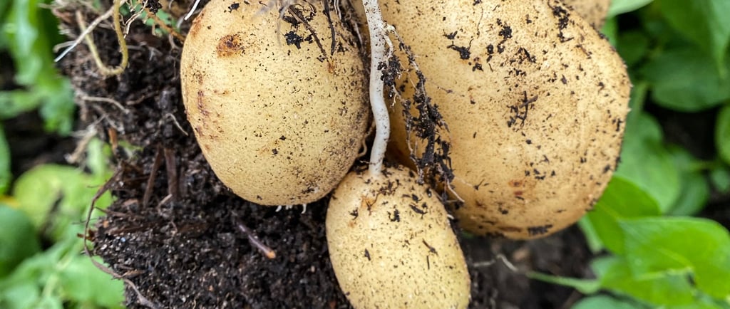 First Early Potatoes