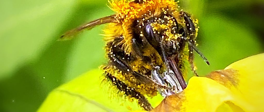 Bee collecting nectar
