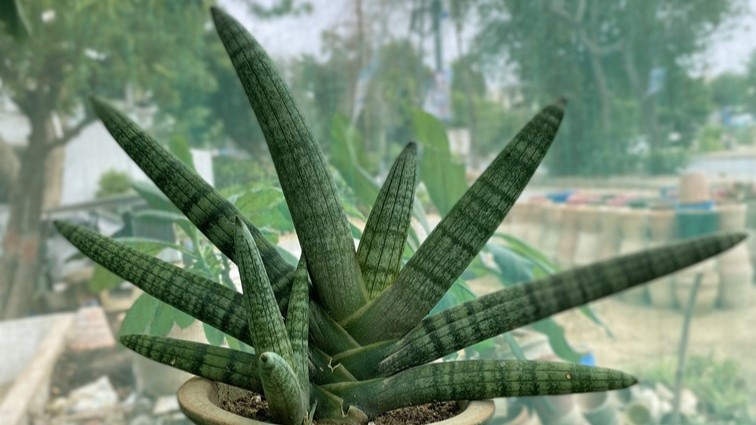 a potted Sansevieria plant in a pot