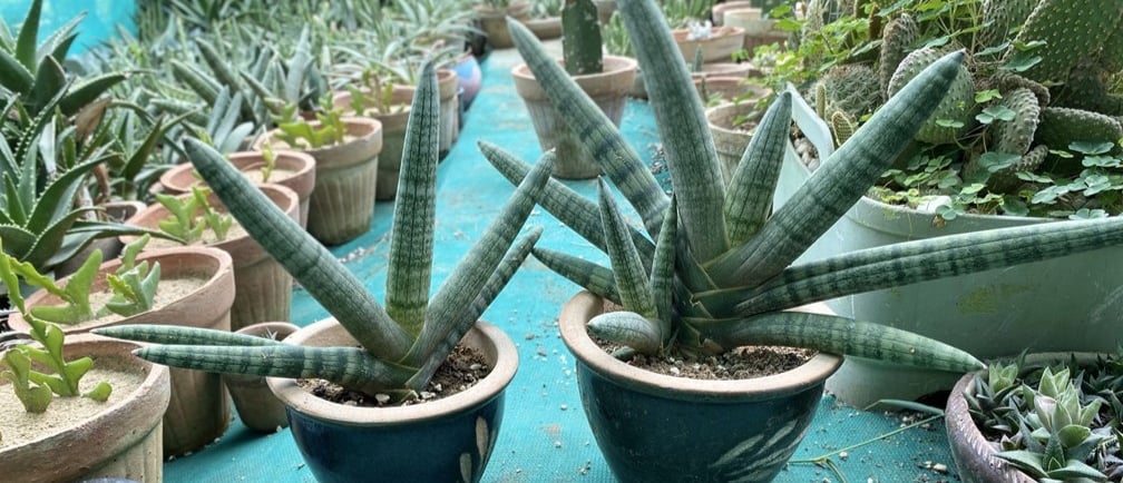 a variety of Sansevieria plants in pots on a table