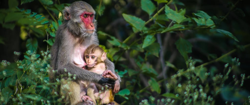 two monkeys in the south carolina island