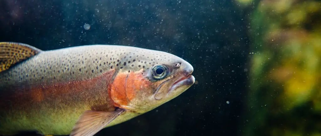 steelhead trout swimming in river 