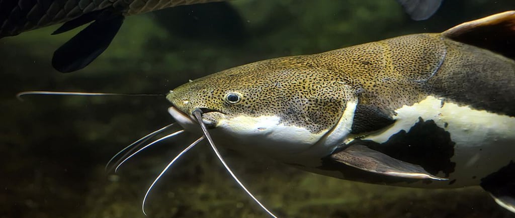 bagre na Lagoa dos Patos