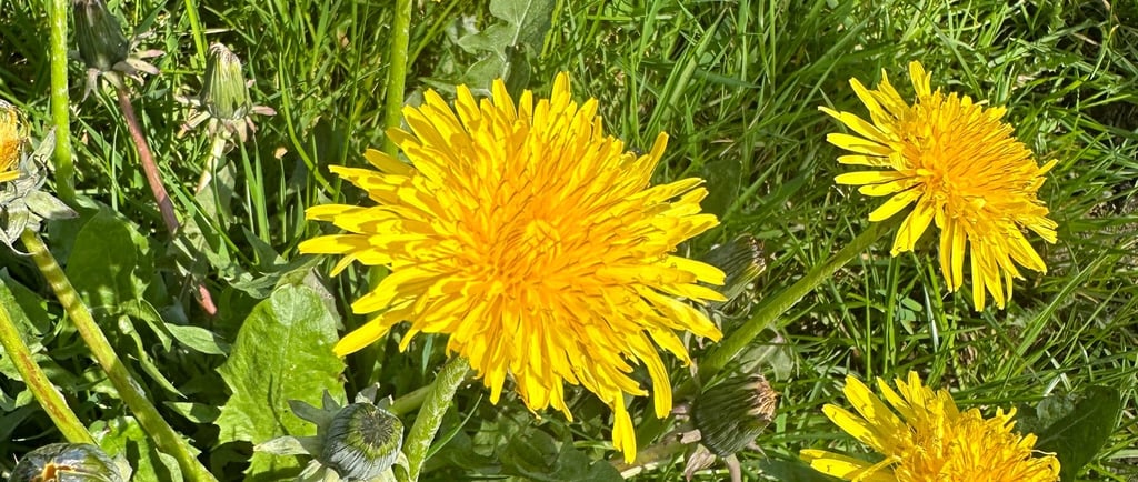a bunch of yellow flowers in a field