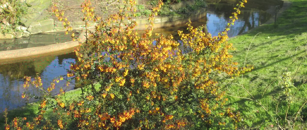 a bushy tree with orange flowers in the foreground