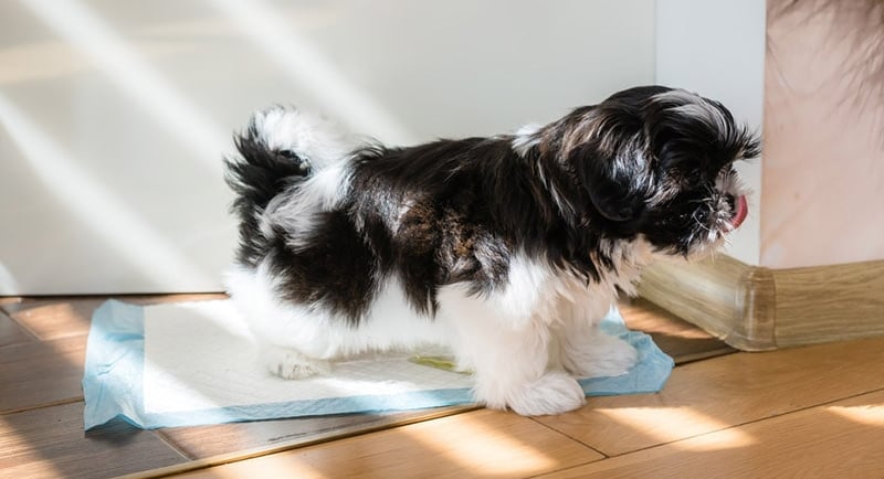 Shih Tzu Puppy Training Tips