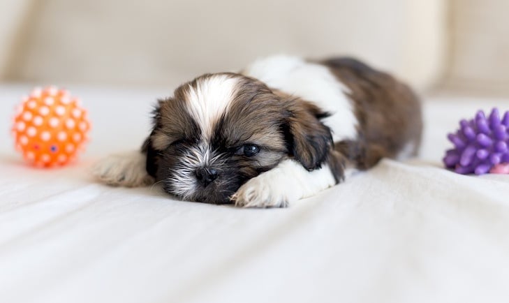 Shih Tzu Potty Training