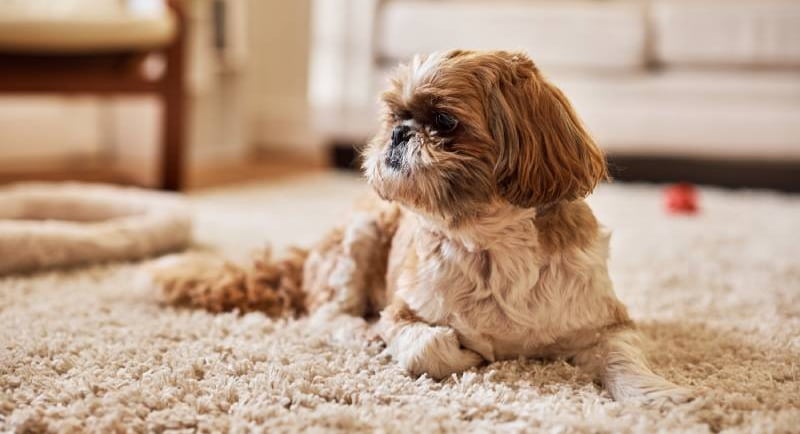 Do Shih Tzus Shed?
