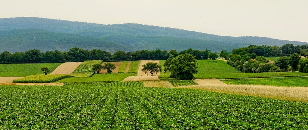 SEO for Agriculture in Cyprus