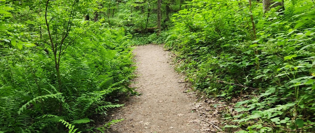 a path leading to a forest with ferns