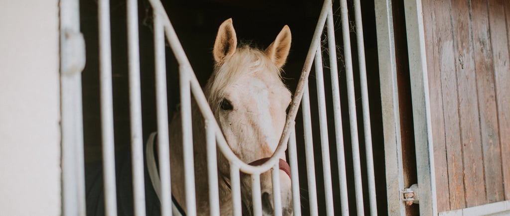 cheval au box lutte contre lamaltraitance des équidés