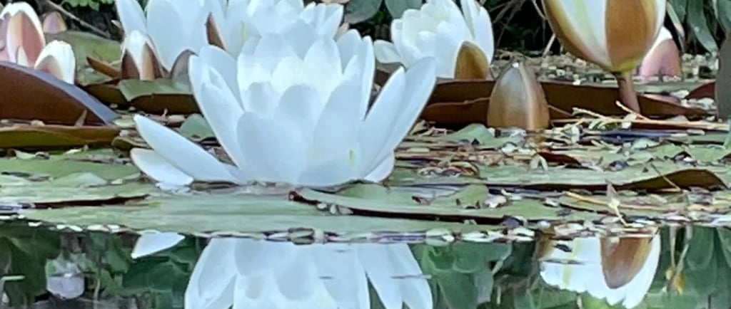 lotus blancos en flor 