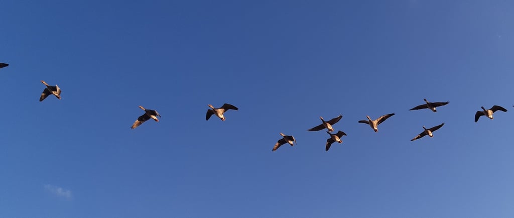 Migración de aves. Grullas, flamencos, aves frías
