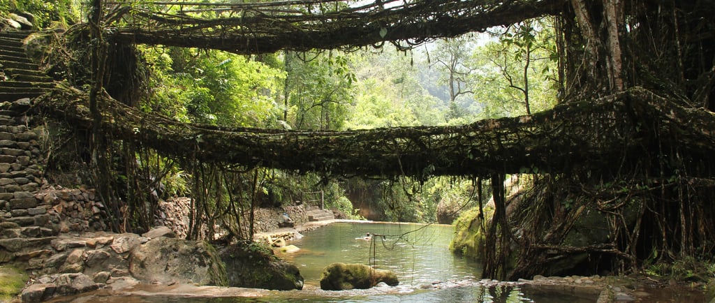 Living root bridge in Meghalaya, India