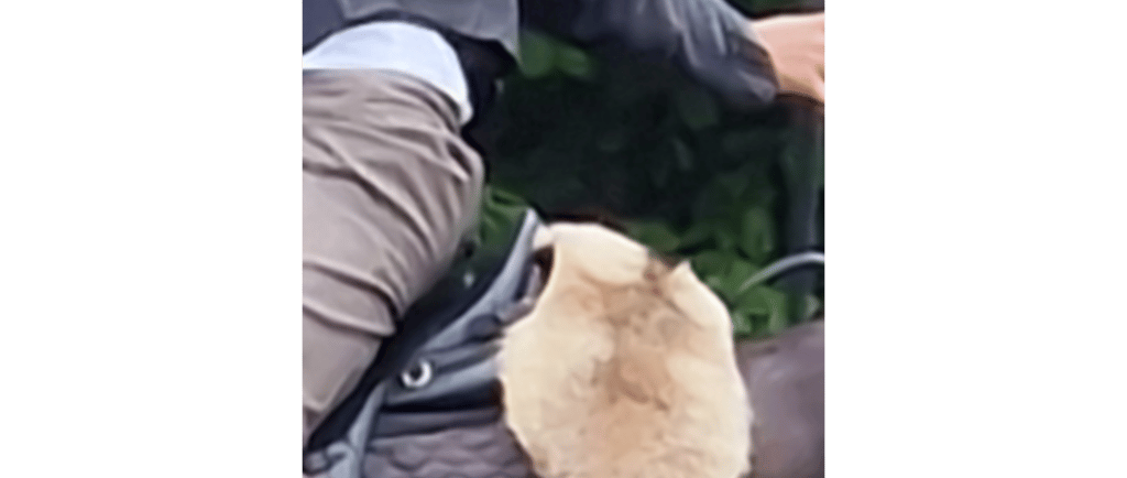 Ever Wondered About That Flappy Thing Behind a Portuguese Saddle? Meet the Chairel!