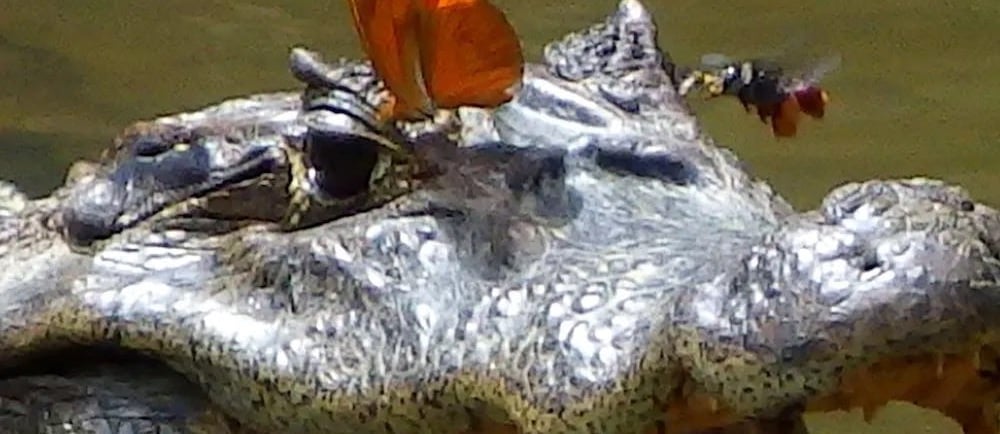 A butterfly and a bee drink the tears of a caiman. (Image credit: Carlos de la Rosa)