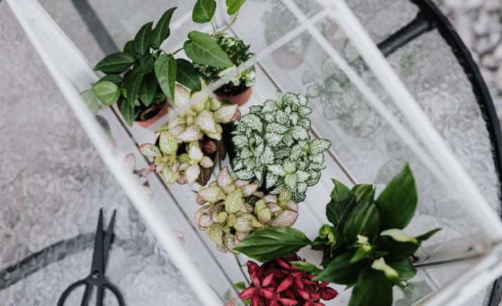 Mini estufa de mesa com diversas mudas coloridas e saudáveis de plantas ornamentais, vista de cima, 