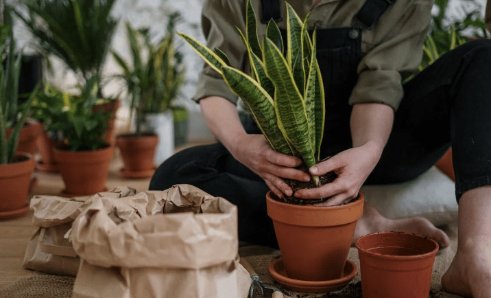 Pessoa replantando Língua de Sogra em vaso de barro, cercada por ferramentas e plantas.