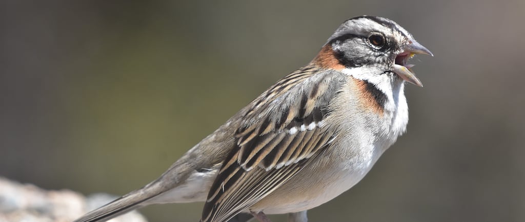 a bird on the ground, chingolo
