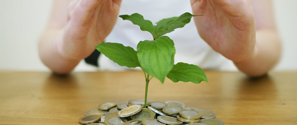 a person holding a plant in their hands, and there are coins under the tree