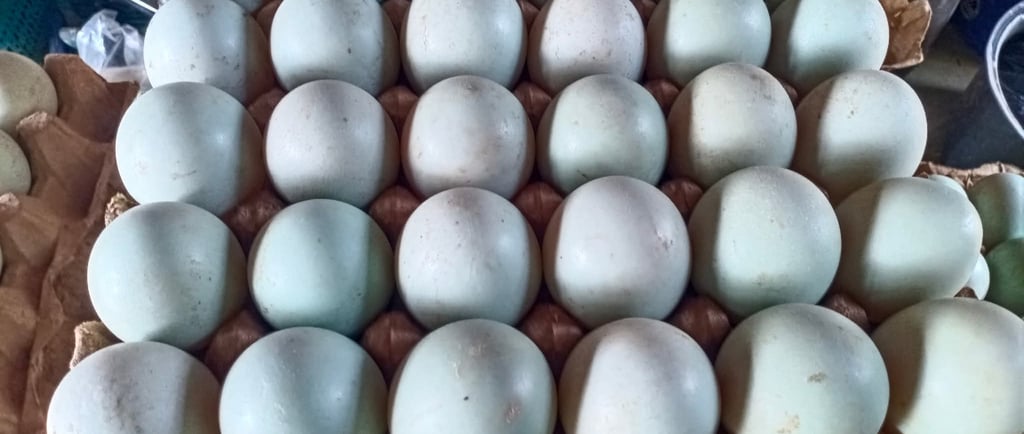 premium duck eggs, fresh table duck eggs, salted duck egg supllier, quality duck egg distributor
