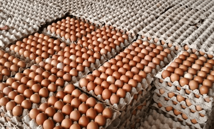 fresh indonesian eggs was take from sustainable farm egg 