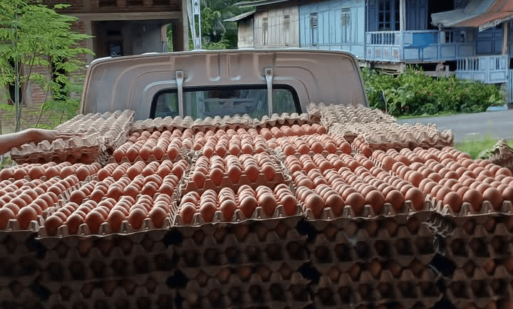 fresh eggs supply