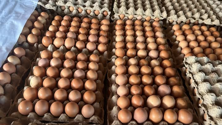 hen eggs, hen egg yolk so vibrant. yolk eggs of table egg