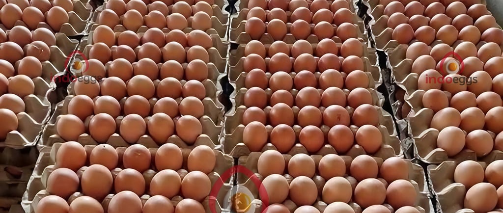 fresh table egg supplier and distributor for global eggs market