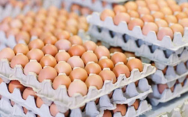 table egg, fresh table eggs for global supply, egg shell market demand supplier and distributor