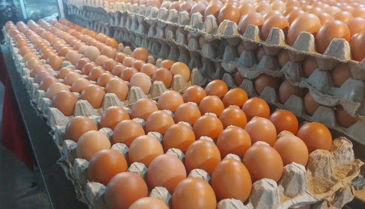 Discover IndoEggs, your trusted Asian egg supplier for global markets. We offer high-quality hen egg