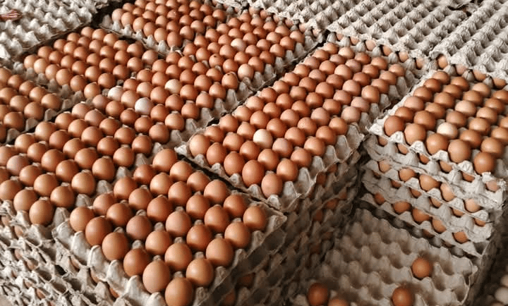 Fresh Table Eggs for Global Supplier