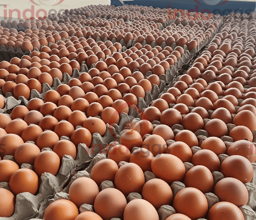 Fresh Shell Eggs Provider, supplier shell eggs, distributor eggs