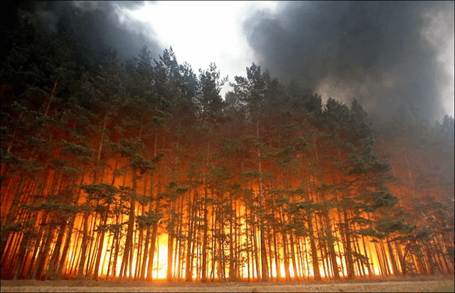 For the last three summers, wildfires have raged in Siberia
