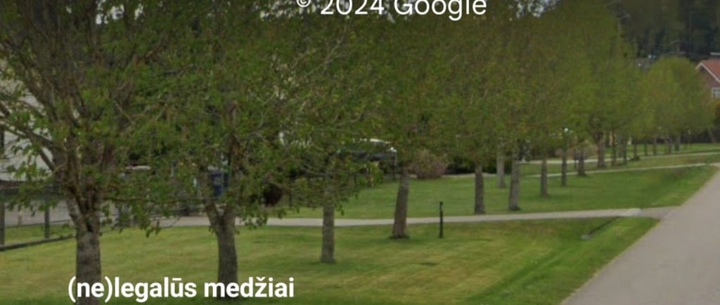 Infrastructure protection zones and trees