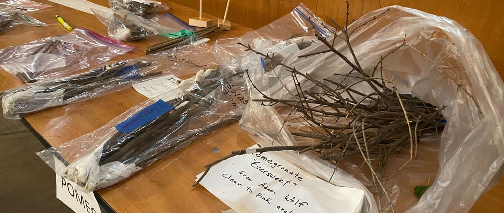 Pomegranate cuttings, dormant in bundles on a table