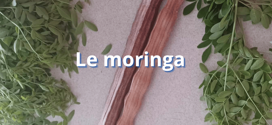 Le moringa