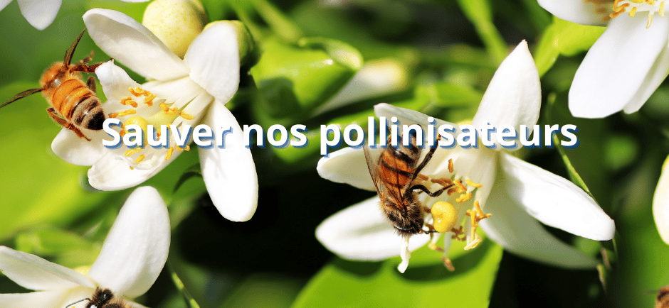 Sauver nos pollinisateurs