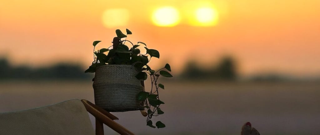 Sunset with a plant in the background