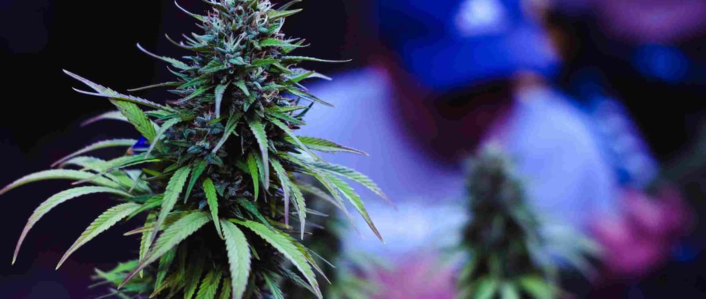 Cannabis Dispensary