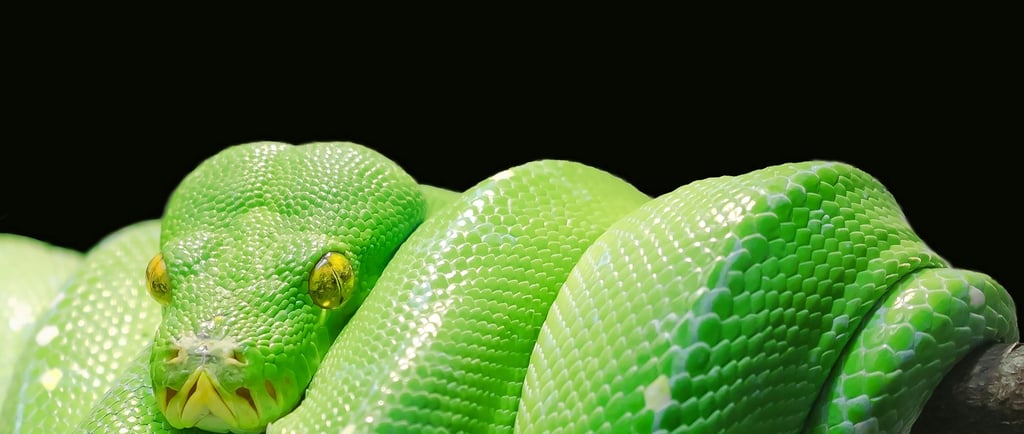 🐍 Répteis do Mundo: Características, Espécies, Hábitats e Comportamentos Fascinantes