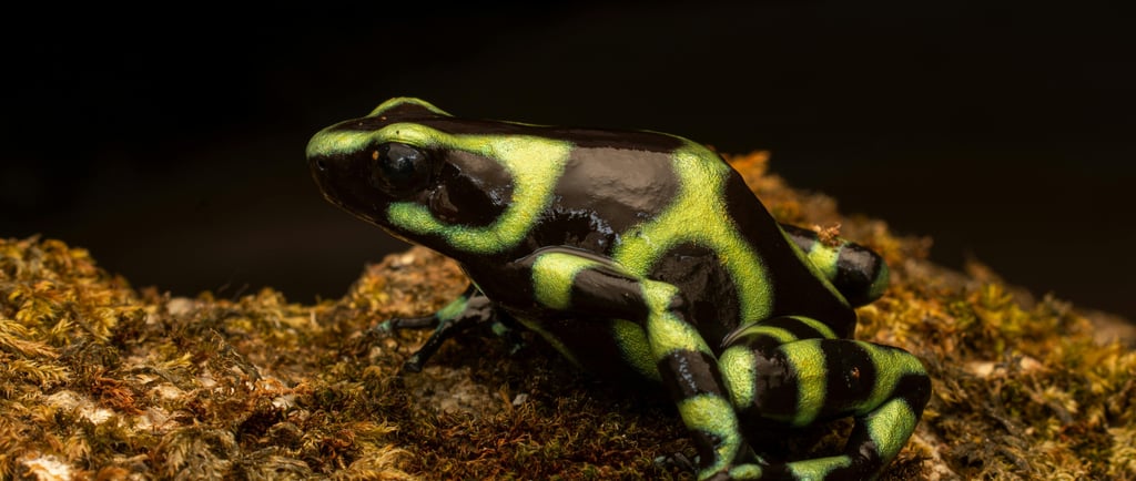 🐸 Anfíbios: Tudo sobre Características, Espécies, Hábitats e o Ciclo de Vida Surpreendente