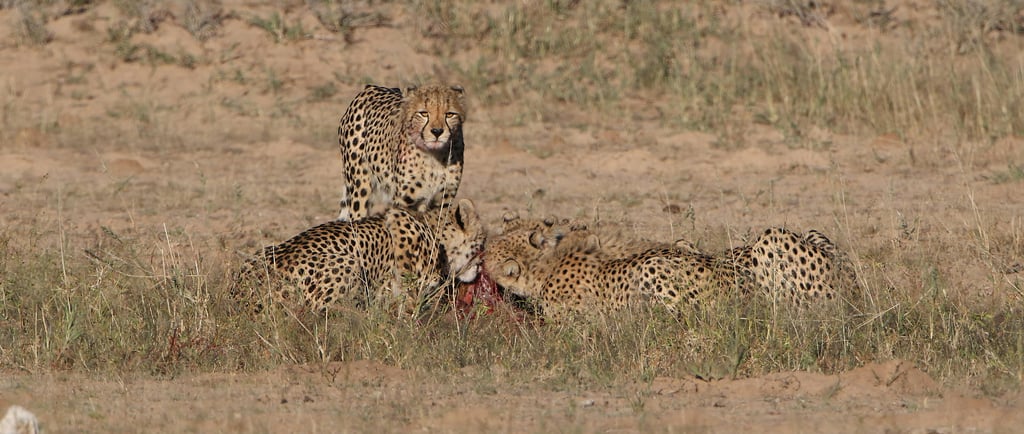 🐾 O Que Torna um Animal Carnívoro? Entenda a Dieta dos Caçadores Selvagens