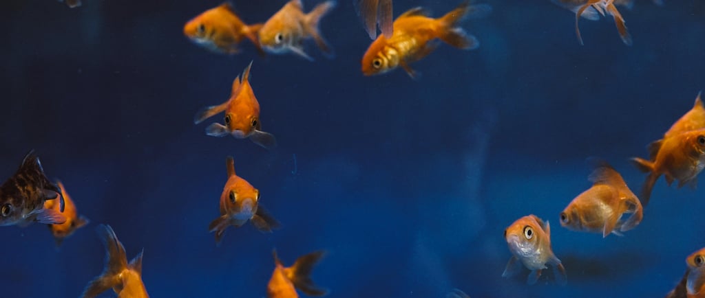 🐠 Peixes: Características, Espécies, Hábitats e Adaptações que Garantem a Vida na Água
