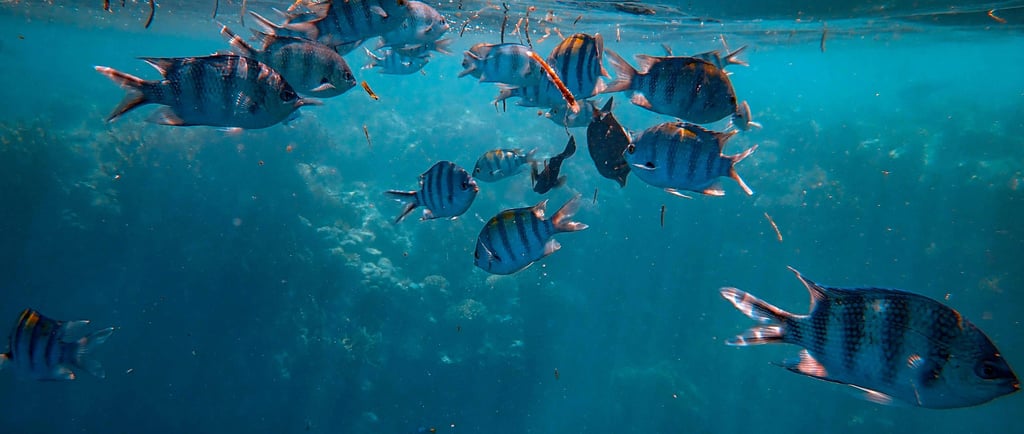 🐠 Peixes: 10 Curiosidades Surpreendentes Que Você Precisa Conhecer